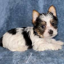 74,319 likes · 198 talking about this · 54 were here. Teacup Yorkie For Sale In Ohio