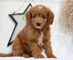 mini goldendoodle puppies