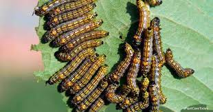 Get Rid Of Caterpillars On Plants Naturally