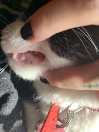 cat has a small black dot on his gums