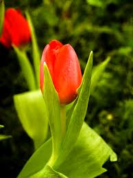 tulip green flower spring bloom