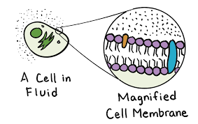 Image result for cell membrane