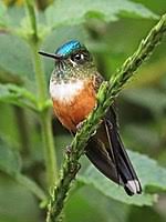 Hummingbird Wikipedia