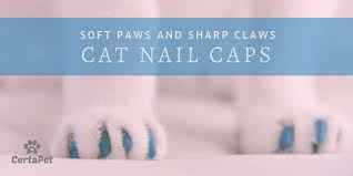 Soft Paws And Sharp Claws A Guide To Cat Nail Caps Certapet