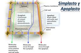 celula vegetal mind map