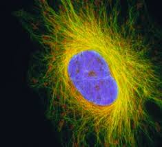 Plants and fungi do not have nerve cells. Microtubules Definition And Examples