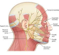 Superficial Branches Of Facial Nerve Facial Nerve Facial