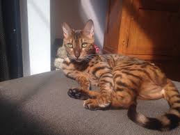 Not a kitten/puppy mill environm.ent at all. Bengal Cats In Ma Northeastshooters Com Forums
