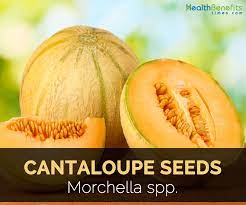 cantaloupe seeds facts and health benefits