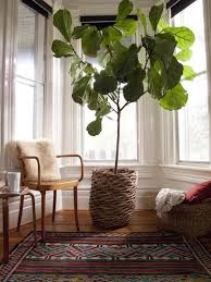 7 stylish ways to use indoor plants in