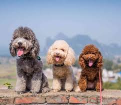 information on poodle puppies