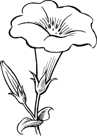 gamopetalous flower clip art vectors