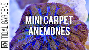mini maxi carpet anemone propagation