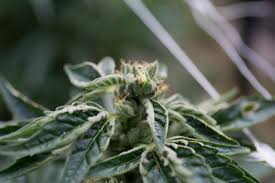 Spider mites will look like tiny little specs usually clustered around the stem of the plant on the un. Spider Mites And Marijuana Plants The Weed Blog