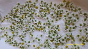 Maybe you would like to learn more about one of these? How To Grow And Harvest Chamomile Feathers In The Woods