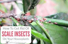 Scale Insects On Houseplants