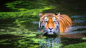 bengal tiger swimming 4k ultra