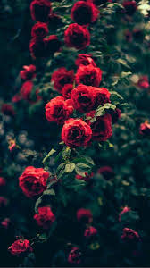 beautiful garden red roses flowers