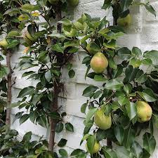 Espalier Fruit Trees Create A Home