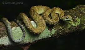 Image result for Atheris Chlorechis Venom