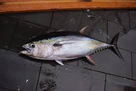 Tuna (also known as tunny) are fish that belong to the tribe thunnini, a subgroup of scombridae (the mackerel family). Red Flag Predatory European Ships Help Push Indian Ocean Tuna To The Brink