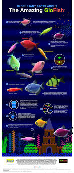 10 Brilliant Facts About The Amazing Glofish Infographic