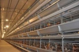 How to raise chickens using automated chicken raising equipment? – Chicken  Raising Technology
