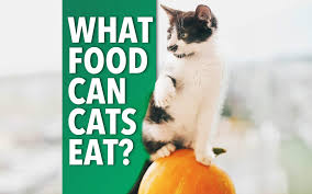 Dogs are omnivores and serving them most green vegetables is fine. What Human Foods Can Cats Eat Ultimate Pet Nutrition