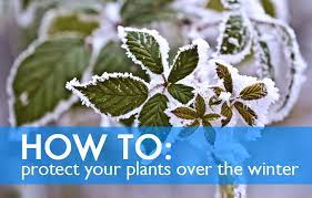 how to protect your plants over the winter