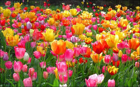 Tulip Flowers Garden Hd Wallpapers