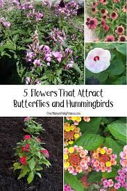 attract erflies and hummingbirds