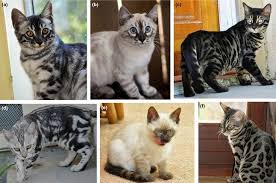 Several factors affect this price, including the kitten's traits, what the breeder includes with the kitten, and most importantly, the level of breeder care that went into raising the kitten. Charcoal Colouration Pattern In The Bengal Cat Breed Charcoal Markings Download Scientific Diagram