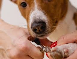 ways to properly trim your dog s nails