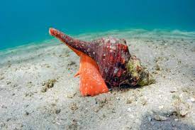 sea snails at risk of extinction