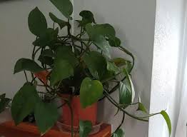 7 Indoor Plants Poisonous To Cats And