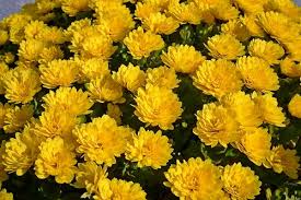 Shevanti Plant | Chrysanthemum Plant Image