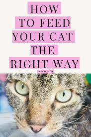 Cats need routine and predictability in their lives. Cat Feeding Schedule Chart How Many Times To Feed Guide Caticles