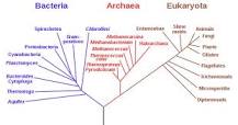 Image result for Domains and Kingdoms of life