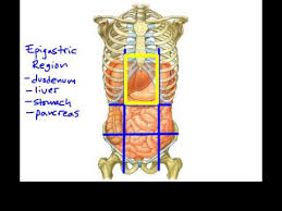 In anatomy and physiology, you'll learn about the four abdominal quadrants and nine abdominal regions. 1 5e Anatomical Terminology Abdominopelvic Regions And Quadrants Youtube