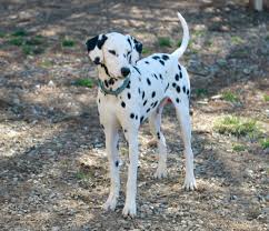 Dalmatian puppy due on 21st april 2021 ,will be ready for sale on 16th june 2021 ; Adopt Fidget On Petfinder Dalmatian Dogs Dalmatian Rescue Dogs