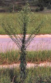 Horseweed - SARE