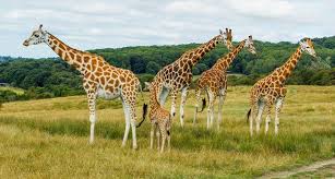 Image result for giraffe