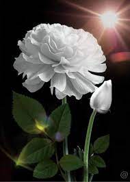 The most beautiful flower garden steemit. Sign In Beautiful Rose Flowers Beautiful Roses Botanical Flowers
