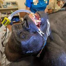 ZOO MIAMI GORILLA UNDERGOES EXTENSIVE EXAM | “Barney,” a 25 year old  silverback Lowland Gorilla, underwent a series of exams yesterday as part  of a preventative medicine program at Zoo Miami. In... |