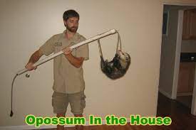 Possum In The House How To Get An