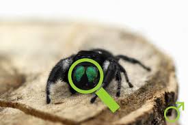 determination of jumping spiders
