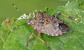 26 types of stink bugs you should know