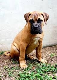 There are 248 bullmastiff puppies for sale on etsy, and they cost $11.80 on average. Litter Of 6 Bullmastiff Puppies For Sale In Limerick Pa Adn 101146 On Puppyfinder Com Gender Male Age 4 Bullmastiff Puppies For Sale Bull Mastiff Puppies