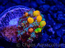 Most of these shown are rainbow bounce. Bounce Mushrooom Update Reef2reef Saltwater And Reef Aquarium Forum