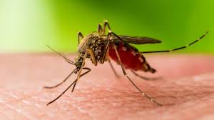 Mosquito Pe In Australia Risks
